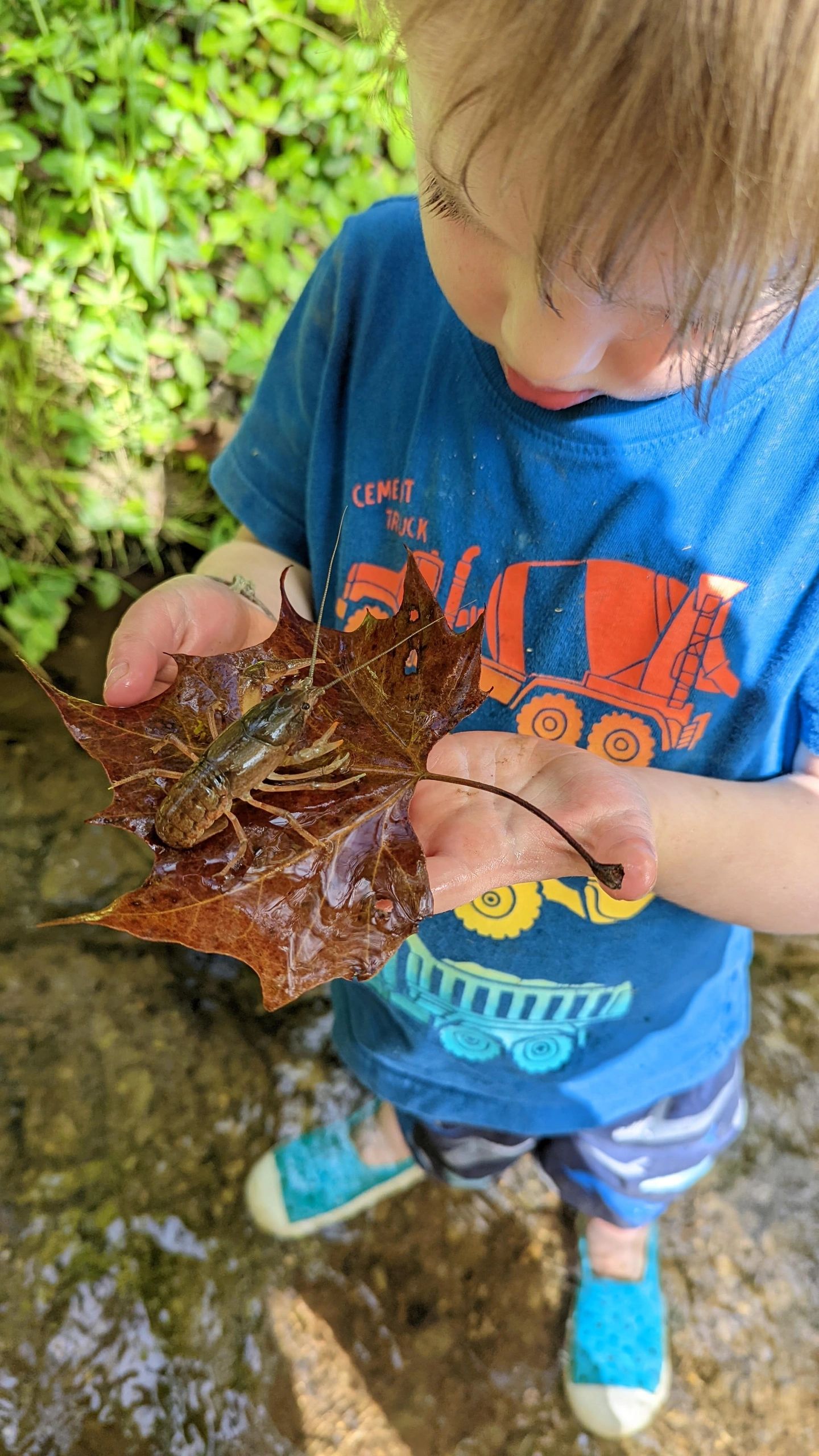 A child holding a crawfish on a wet leaf, standing near water.