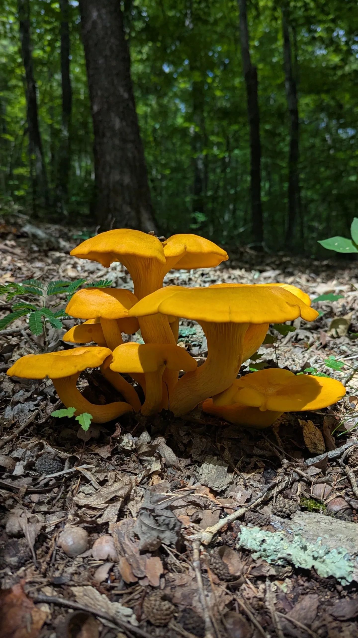 The team at Foothills Forest School
